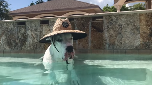 Great_Dane_wearing _sun_hat.png